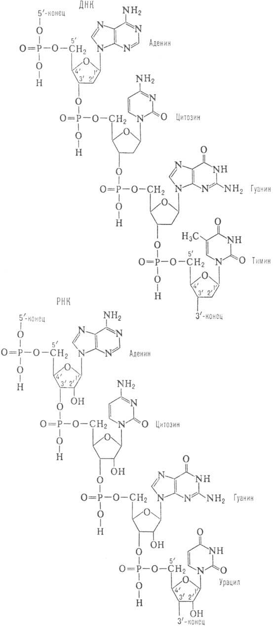 https://www.pora.ru/image/encyclopedia/3/1/2/9312.jpeg