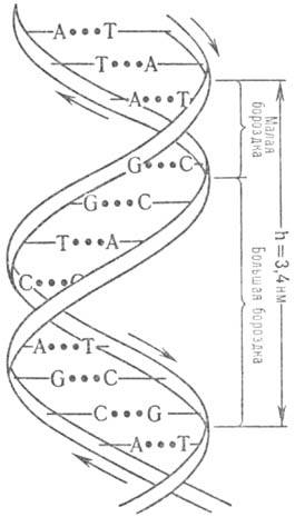 https://www.pora.ru/image/encyclopedia/3/1/3/9313.jpeg