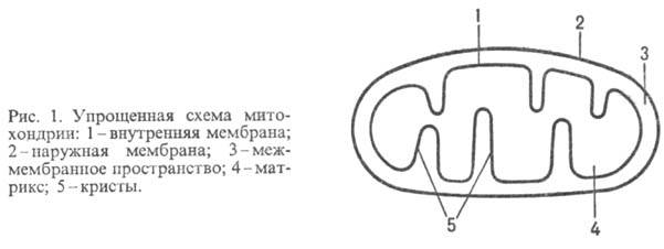 https://www.pora.ru/image/encyclopedia/4/4/9/9449.jpeg