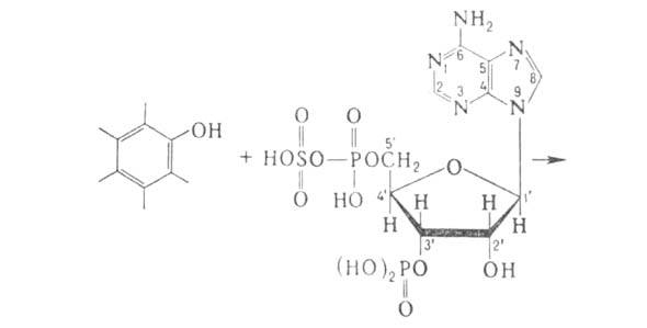 https://www.pora.ru/image/encyclopedia/4/6/5/2465.jpeg