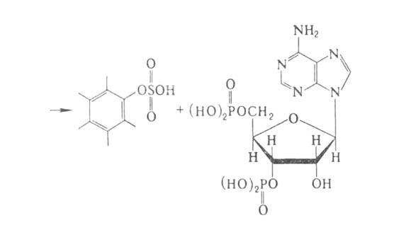 https://www.pora.ru/image/encyclopedia/4/6/6/2466.jpeg