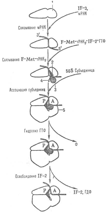 https://www.pora.ru/image/encyclopedia/5/2/8/14528.jpeg