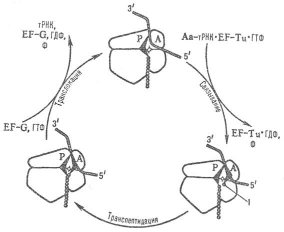 https://www.pora.ru/image/encyclopedia/5/2/9/14529.jpeg