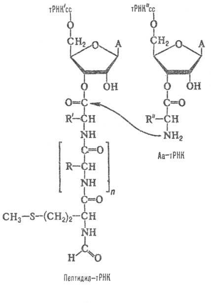 https://www.pora.ru/image/encyclopedia/5/3/0/14530.jpeg