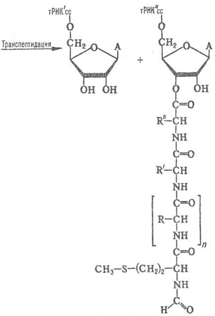 https://www.pora.ru/image/encyclopedia/5/3/1/14531.jpeg