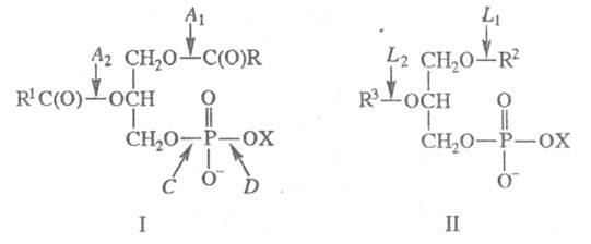 https://www.pora.ru/image/encyclopedia/5/3/9/15539.jpeg