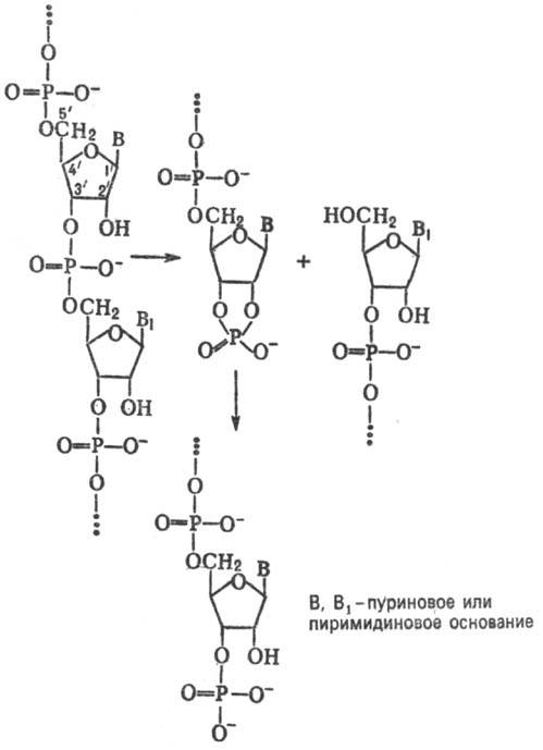 https://www.pora.ru/image/encyclopedia/5/8/7/12587.jpeg