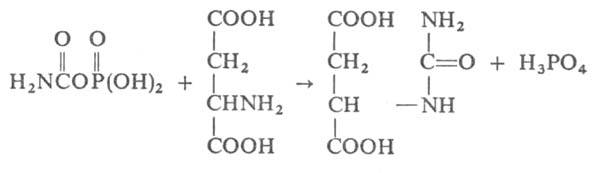 https://www.pora.ru/image/encyclopedia/5/9/6/2596.jpeg