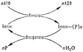 https://www.pora.ru/image/encyclopedia/6/1/8/8618.jpeg