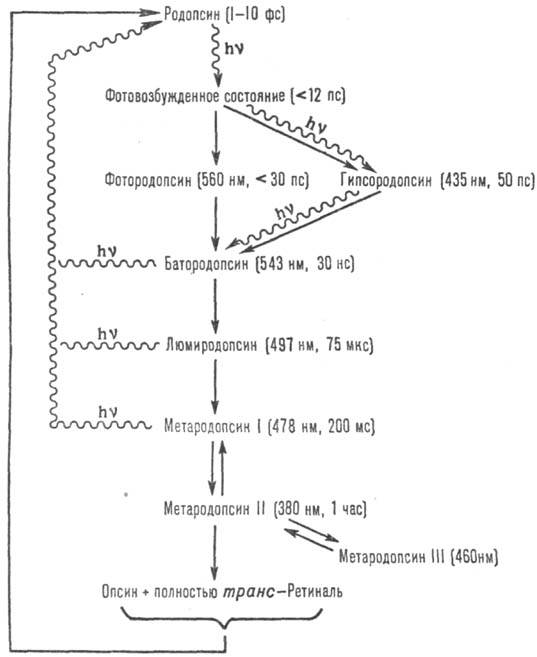 https://www.pora.ru/image/encyclopedia/6/3/1/12631.jpeg