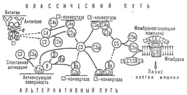 https://www.pora.ru/image/encyclopedia/6/5/2/7652.jpeg
