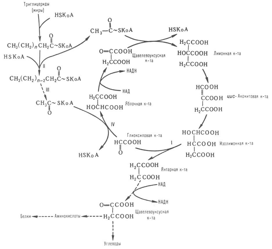 https://www.pora.ru/image/encyclopedia/7/1/6/5716.jpeg