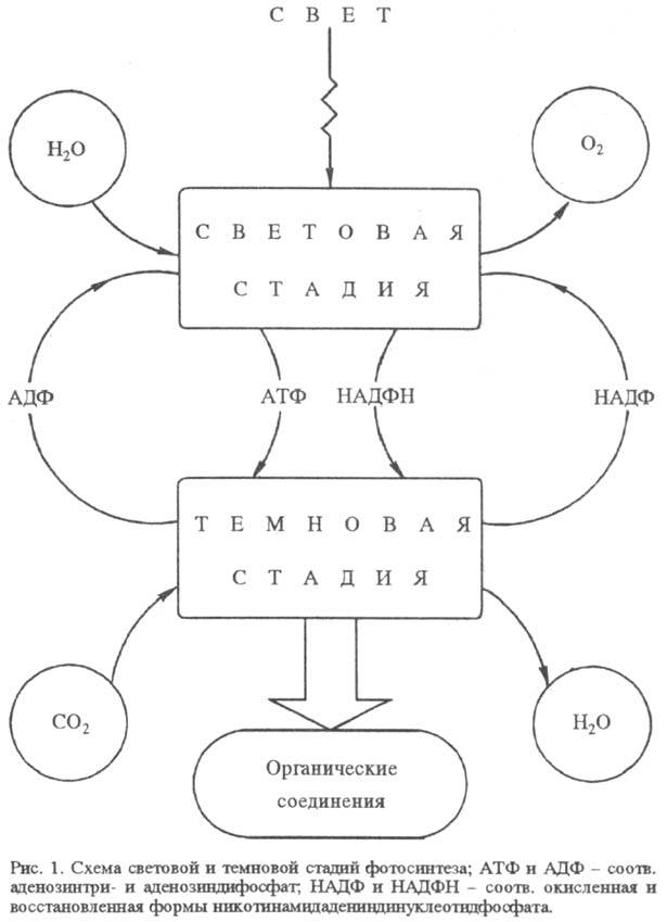 https://www.pora.ru/image/encyclopedia/8/5/6/15856.jpeg