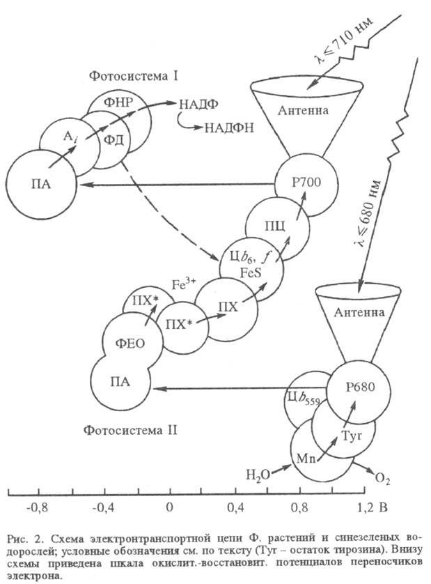 https://www.pora.ru/image/encyclopedia/8/5/7/15857.jpeg