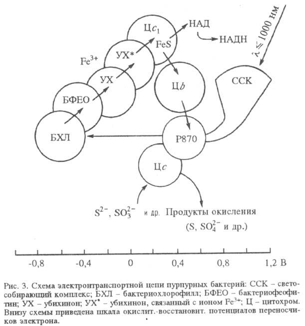 https://www.pora.ru/image/encyclopedia/8/6/1/15861.jpeg