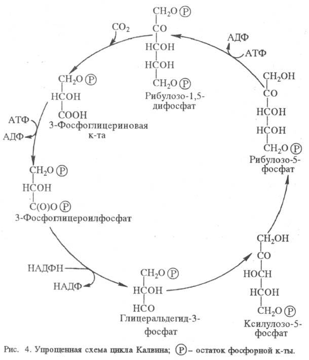 https://www.pora.ru/image/encyclopedia/8/6/2/15862.jpeg