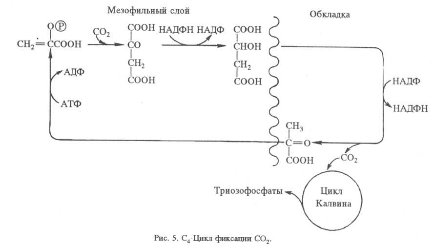 https://www.pora.ru/image/encyclopedia/8/6/3/15863.jpeg