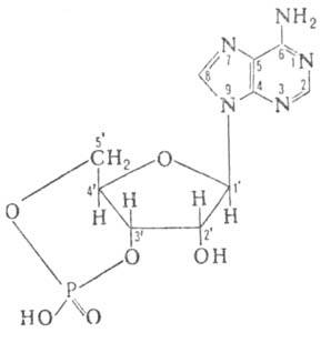 https://www.pora.ru/image/encyclopedia/8/9/6/896.jpeg