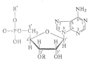 https://www.pora.ru/image/encyclopedia/9/5/1/1951.jpeg